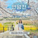 충훈2교 옆 | 안양천 벚꽃 둘레길 실시간 안양충훈벚꽃축제 일정 데이트