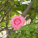 장미다방 이미지