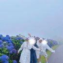 공골우천1교 | 제주 골프장 아덴힐cc 수국 맛집 우천 라운딩 핑골 이용 후기