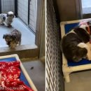 포근하개 이미지