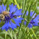 6월의 수레국화꽃에 화분매개하는 벌들. 이미지
