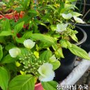 수국하우스