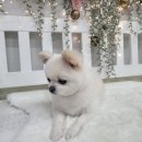 댕댕이 미장원 이미지