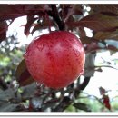 송아지농장 이미지