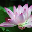 명상(기초) 이미지