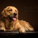 나의 단짝 반려동물 이미지