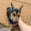 숲속댕토리애견유치원 이미지