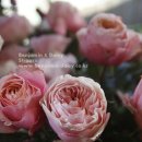 벤자민&데이지 이미지