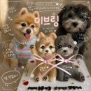 해피댕댕이 | 대구강아지수제케이크 맛집 이브링 추천(댕댕이들 먹방 후기)