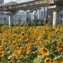 세븐일레븐의정부신곡효자점 | 경기 의정부 해바라기 추석 가볼만한곳 신곡새빛정원 데이트