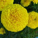 [11월 7일 탄생화] 메리골드(Marigold) : 이별의 슬픔 이미지