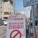 수원시 체육회주변 | 2024 경기도청 벚꽃축제, 구청사 봄꽃축제, 가볍고 소소한 후기!(수원 축제 추천, 봉공이)
