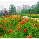 장자호수공원 장미터널 이미지