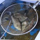 명성회수산 이미지