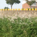 야성초등학교 앞 이미지