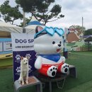 도그 스포지움 | 양주 도그스포지움, 수도권에서 방문하기 좋은 대형 애견수영장