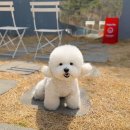 에버뷰 | 을왕리해수욕장 애견동반숙소 에버뷰펜션 오션뷰 가성비 펜션