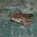 금두꺼비 이미지