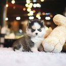 더펫 강아지분양 고양이분양 일산본점 이미지