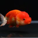 미스터브리더 이미지