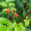 별무리 민박 이미지