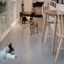 완산애견 이미지