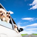 펫사랑동물병원 이미지