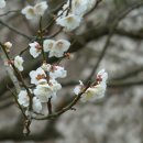 순천향매실마을 이미지