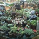 새집만석꾼 이미지