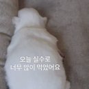 돈우팜