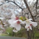 은해사 벚꽃길 이미지