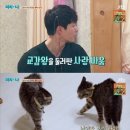냥보스 이미지