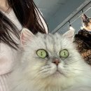 마이펫톡톡 | [청주 마이펫프렌즈] 청주 고양이카페 방문 후기/입양 가능/유기묘
