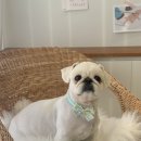 로로앤독 이미지