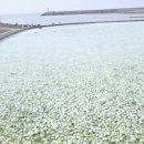 행복한찰진꽈배기 이미지