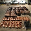 동해-단속-23 이미지