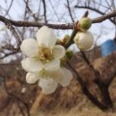 매화주단