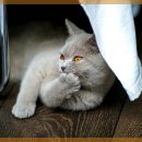 잠실베스트동물메디컬센터 이미지