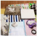 댕댕이밥상 이미지