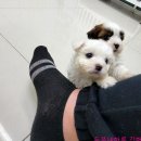 김해 강아지분양 두부네 하루 이미지