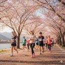 벚꽃100리길 활성 | 🏃‍♂️ 2026년 부산 경남 마라톤 대회 일정 총정리: 러닝 입문자를 위한 코스 공략 및 완벽 준비 가이드