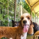 GPS 애견학교 이미지