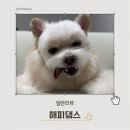 해피댕스 | [충주애견수제간식] “해피댕스”에서 뭉치 간식 구입 후기