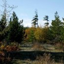 금수강산 이미지