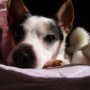 에스티나 이미지