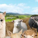 새별목장 이미지