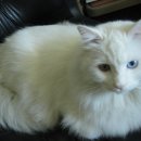 동삼1동-16 이미지