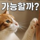 고양이분양 온리캣 이미지