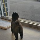 빠몽(PAWMONG) 이미지