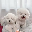 그루밍125 | 강아지 털관리 웨거스 미스트 우드슬리커 스탠다드 사용후기